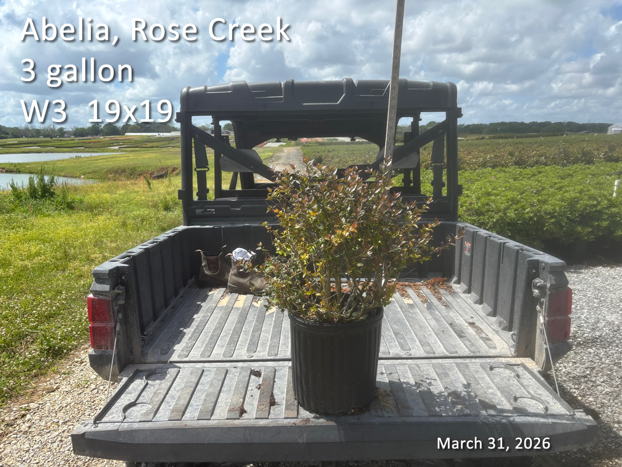 gallery/arc3 w3 mar31.jpg